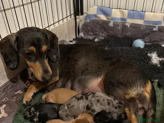 Miniature Dachshund dogs 🐾KC Reg Miniature Dachshund Puppies 2Boys 3Girls - Advert 1