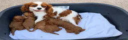 Cavapoo dogs for sale: Fully vaccinated 1 gorgeous boy available 💙 - Advert 5