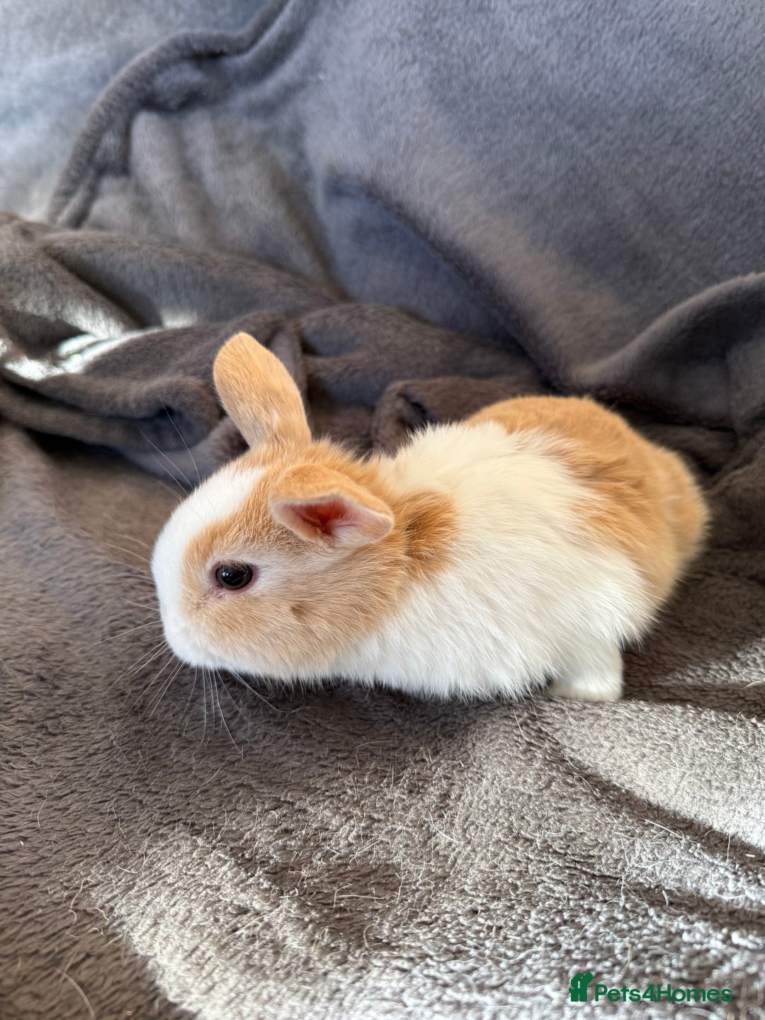 Mixed Breed rabbits for sale: Beautiful friendly baby bunnies ready in 4 weeks  - Advert 4