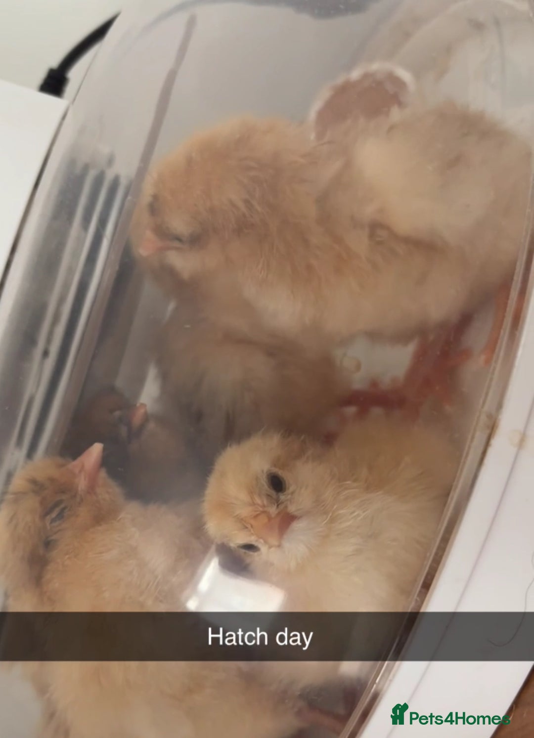 Chickens poultry for sale: Day old Orpington chicks  - Image 1