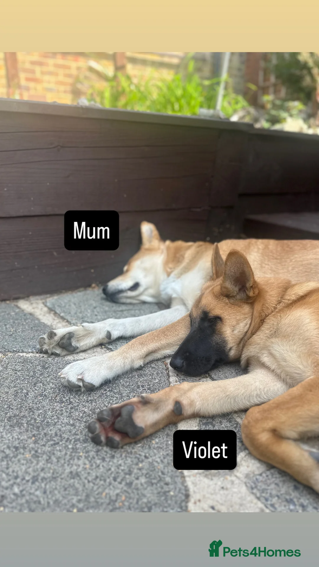 Mixed Breed dogs for sale: Akita x Malinois/Malamute – Sister Puppies in Ilford - Advert 2