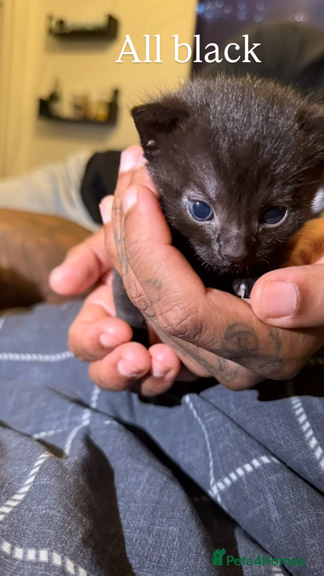 Mixed Breed cats for sale: Kittens for sale  - Advert 6