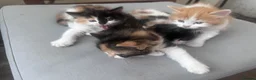 Mixed Breed cats for sale: Adorable kittens looking for their forever homes - Advert 4