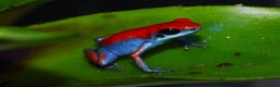 Frog reptiles for sale: Poison arrow frogs - fantastic frogs uk  - Advert 1