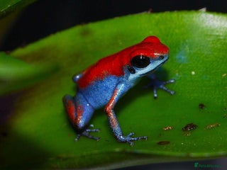 Frog reptiles Poison arrow frogs - fantastic frogs uk - Advert 1