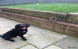 Labrador Retriever dogs for sale: Black Lab - Image 7