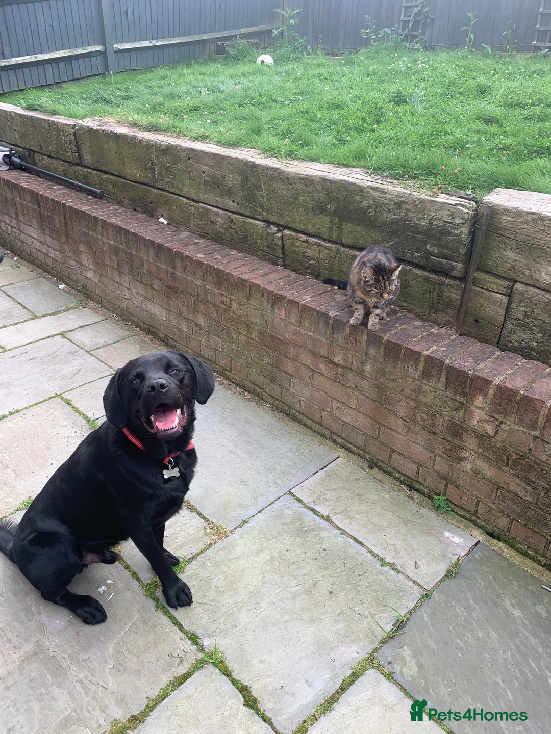 Labrador Retriever dogs for sale: Black Lab - Image 7