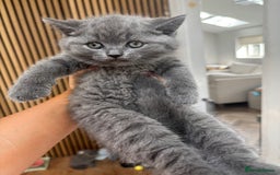 British Shorthair cats for sale: ✨ TWO KITTENS REMAINING.. BRITISH SHORTHAIR ✨ - Image 4