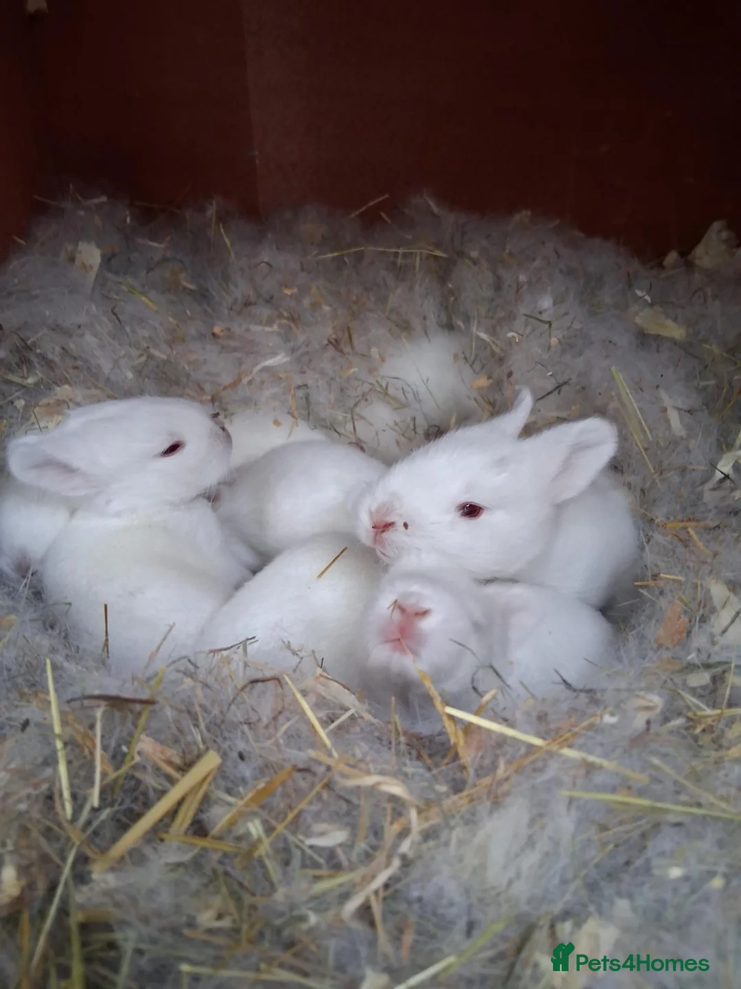 Californian rabbits for sale: Californian baby rabbits in Halesowen - Advert 2