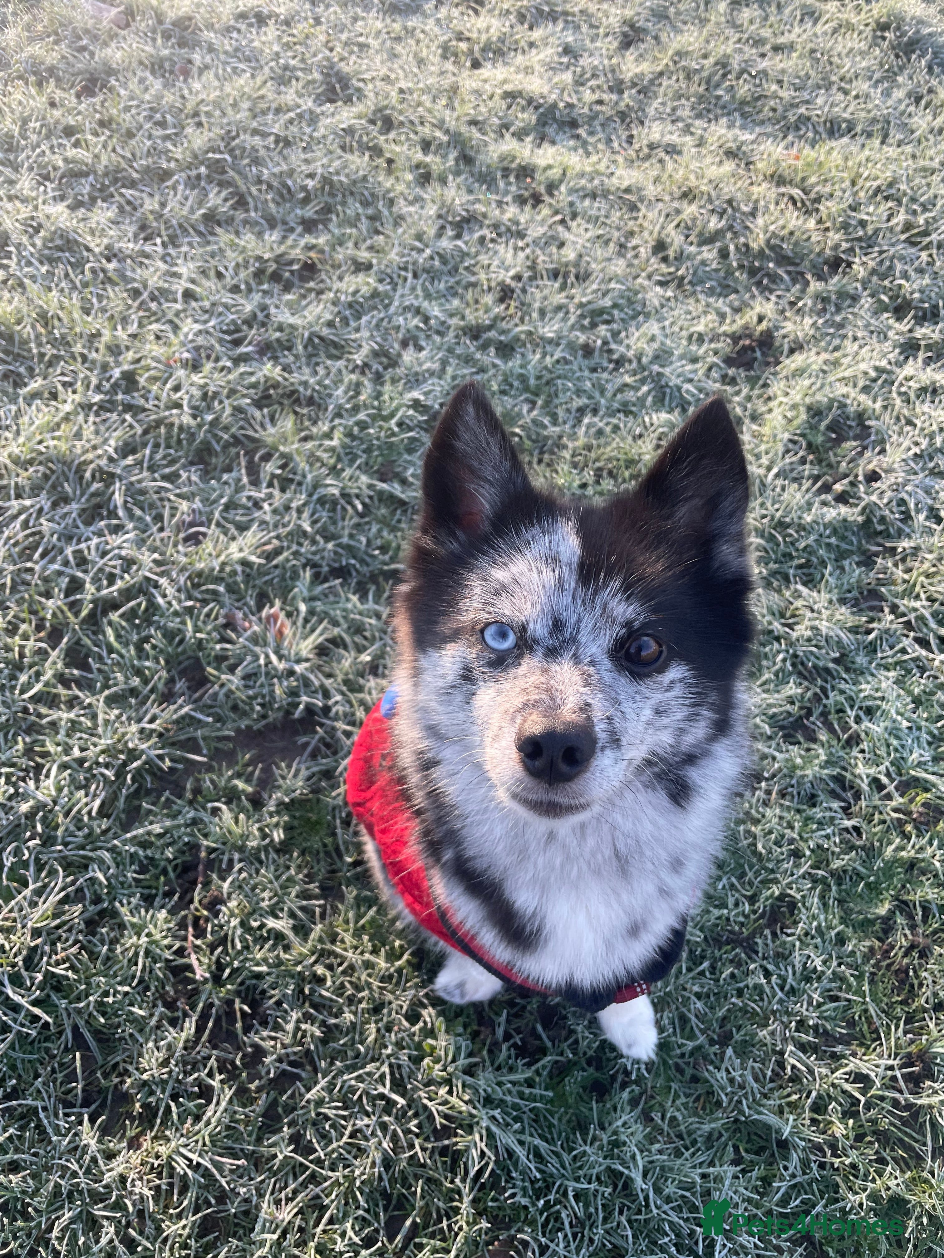 Pomsky dogs Urgent rehoming needed  - Advert 2