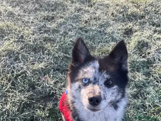 Pomsky dogs Urgent rehoming needed - Advert 2