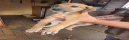Lurcher dogs for sale: Lurcher in Newcastle - Advert 13