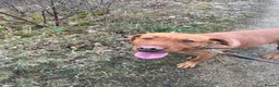 Labrador Retriever dogs for sale: Labrador  - Advert 1