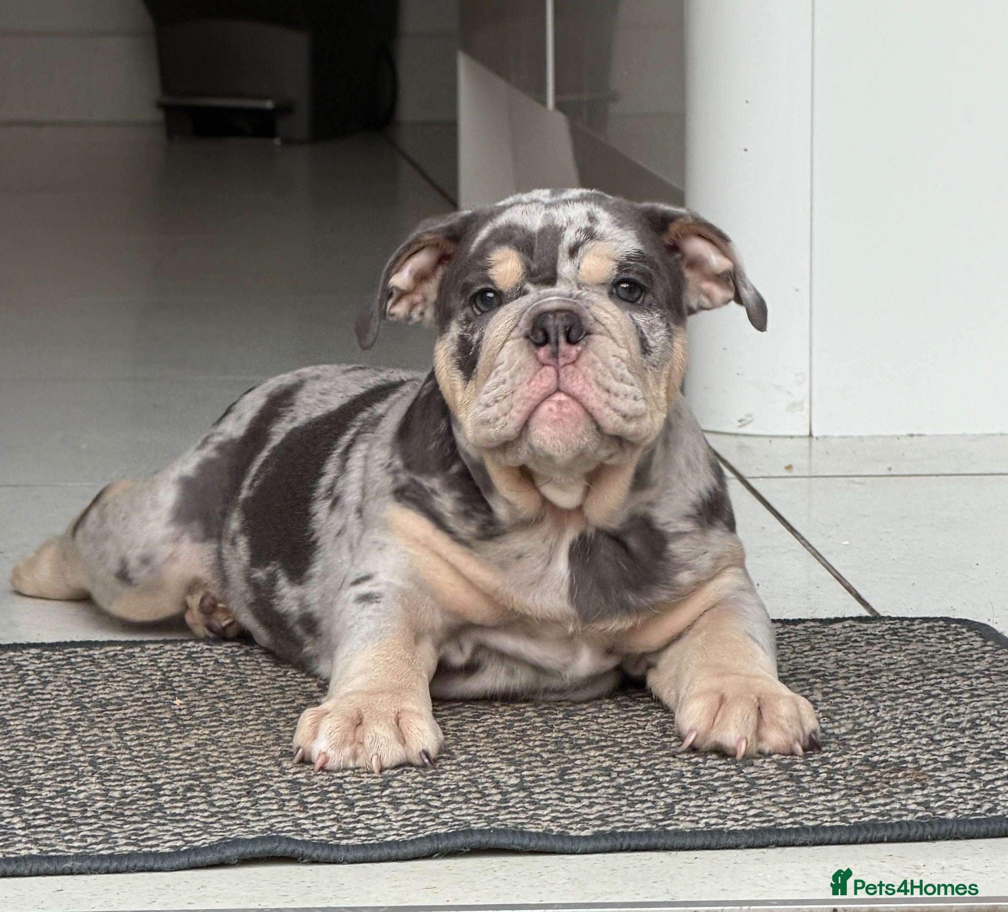 English Bulldog dogs KC registered Quality pups READY NOW  - Advert 1