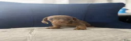 Miniature Dachshund dogs for sale: Miniature Dachshunds  - Advert 7