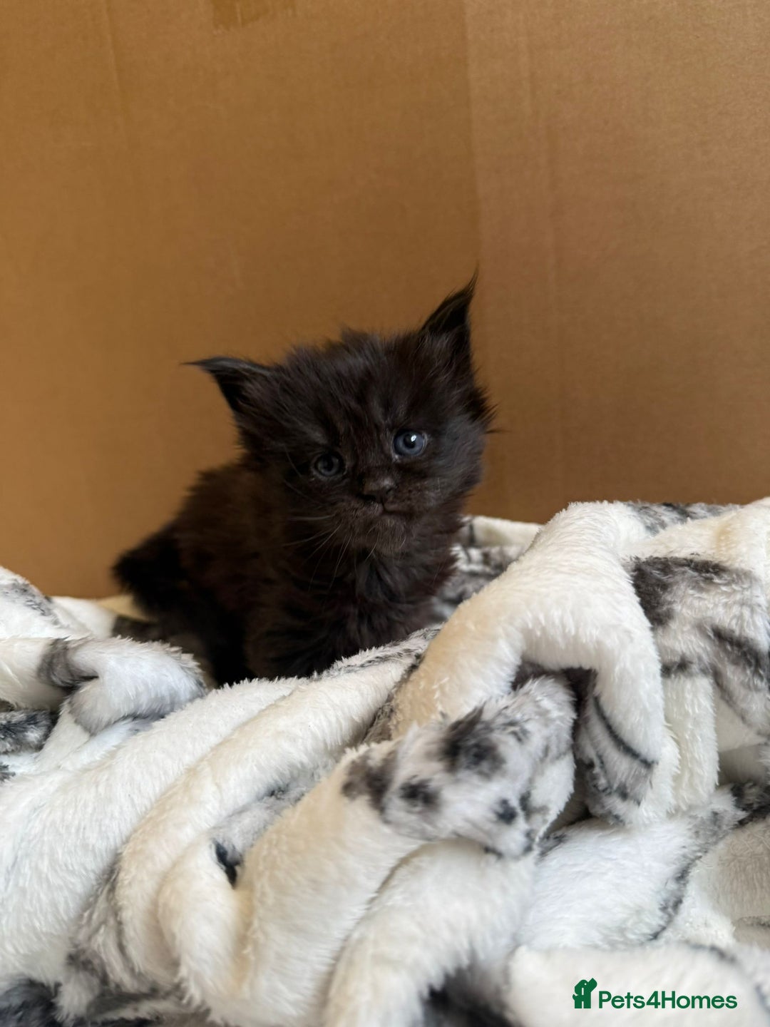 Maine Coon cats for sale: Pedigree Tica Russian Import line Maine Coons - Advert 26