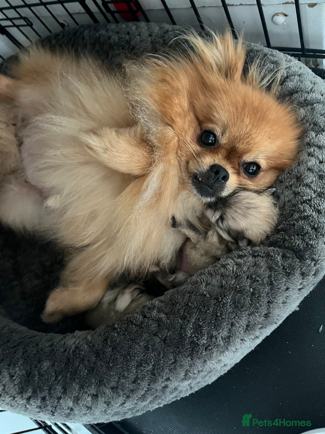 Pomeranian dogs for sale: 2 beautiful Pomeranian puppies - Advert 2