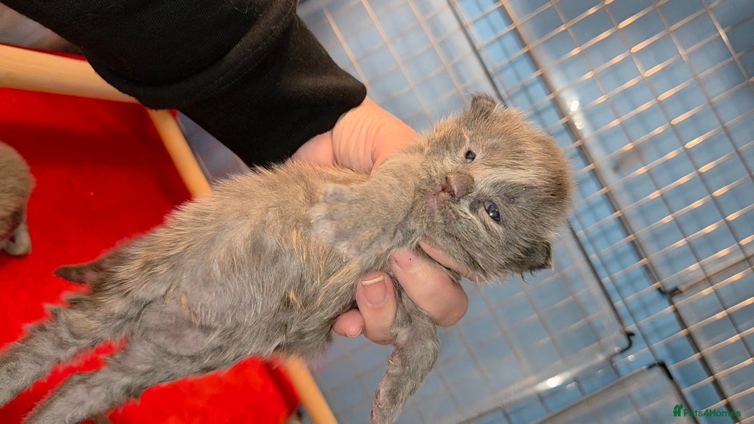 Maine Coon cats for sale: Tica maine coon kitten  - Advert 13