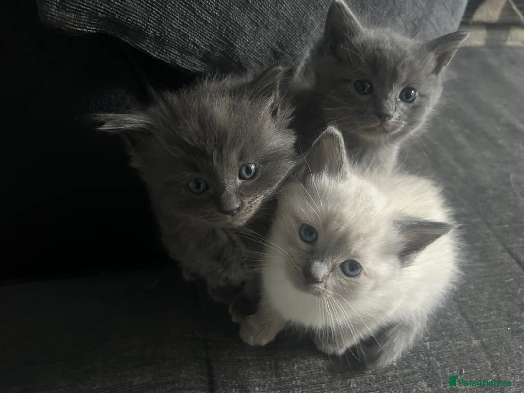 Ragdoll cats for sale: give one of these rare ragdolls a forever home  - Advert 6