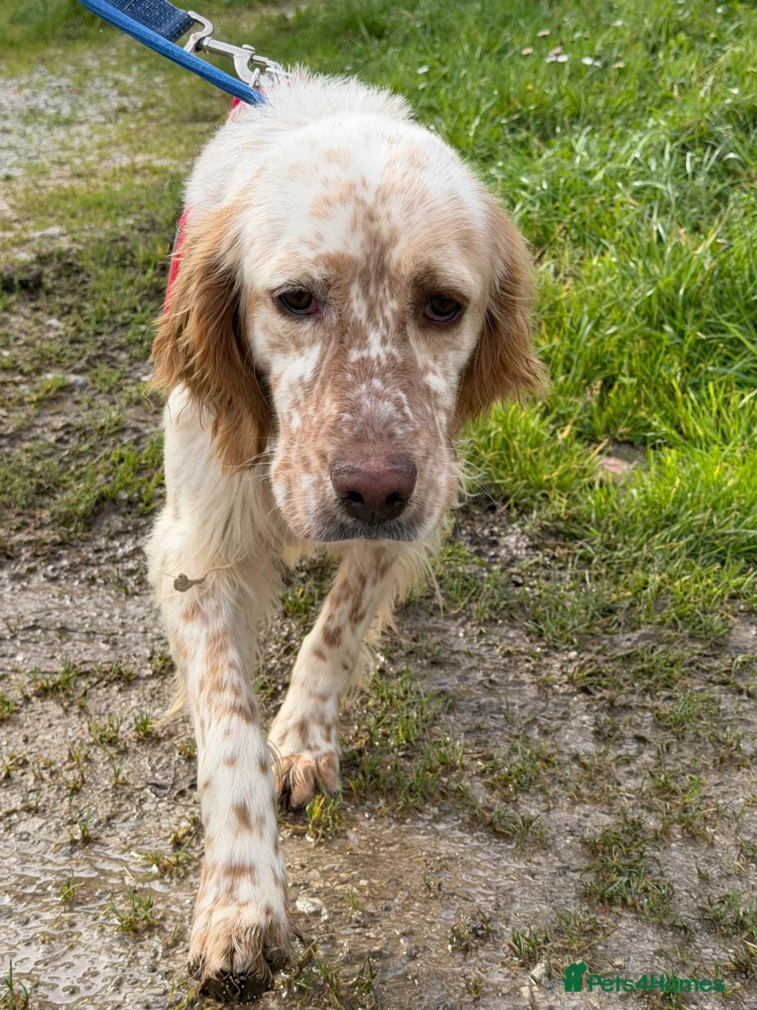 English Setter dogs for adoption: Oleo  - Advert 3