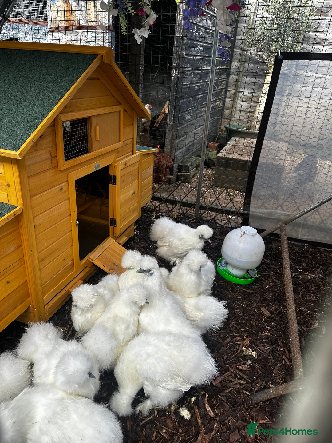 Chickens poultry for sale: Silkie Hens -  POINT OF LAY in Wellingborough - Advert 4