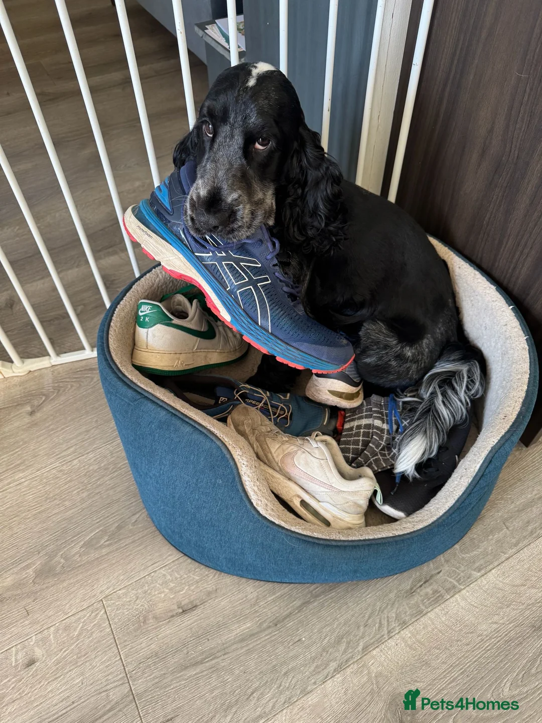 Cocker Spaniel dogs for sale: Gorgeous KC/Full Health Cocker Spaniel show type - Advert 12