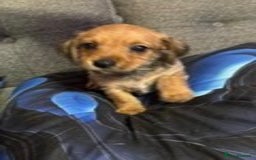 Chiweenie dogs for sale: dachund cross chihuahua puppies - Image 2