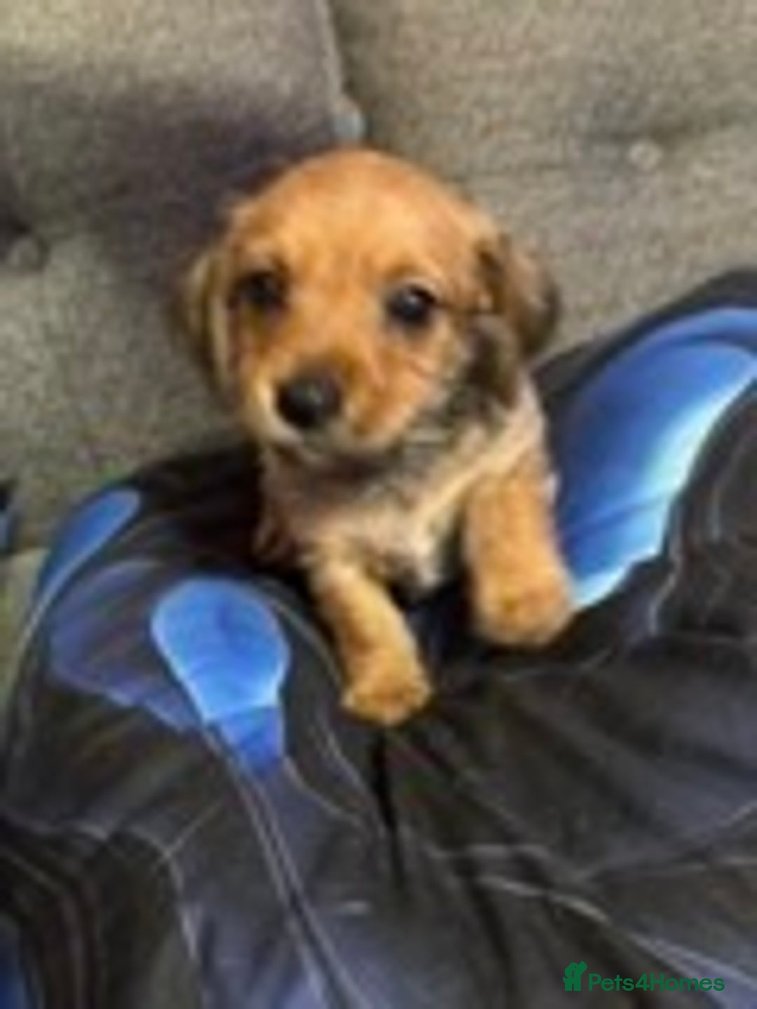 Chiweenie dogs for sale: dachund cross chihuahua puppies - Image 2