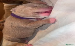 American Bully dogs for sale: Pocket bullies  - Image 1