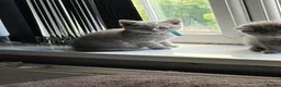 British Shorthair cats for sale: Pure British shorthair kittens - Advert 3