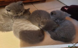 British Shorthair cats for sale: Little british shorthair kittens  - Image 14