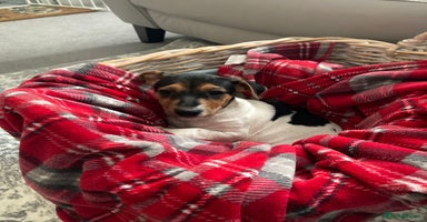 Jack Russell dogs - Advert 4