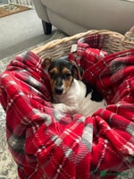 Jack Russell dogs - Advert 4