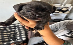 French Bulldog dogs for sale: 2 boy freachies pup ready to go  - Image 2