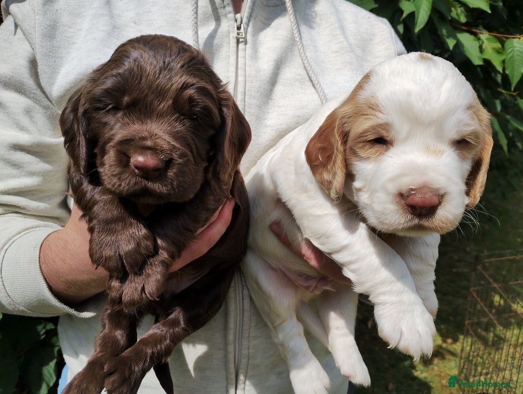 Cocker Spaniel dogs for sale: Cocker Spaniel Puppies - Image 5