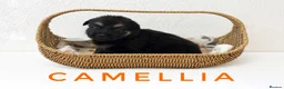 German Shepherd dogs for sale: Fully Health Tested, KC registered GSD puppies due - Advert 11
