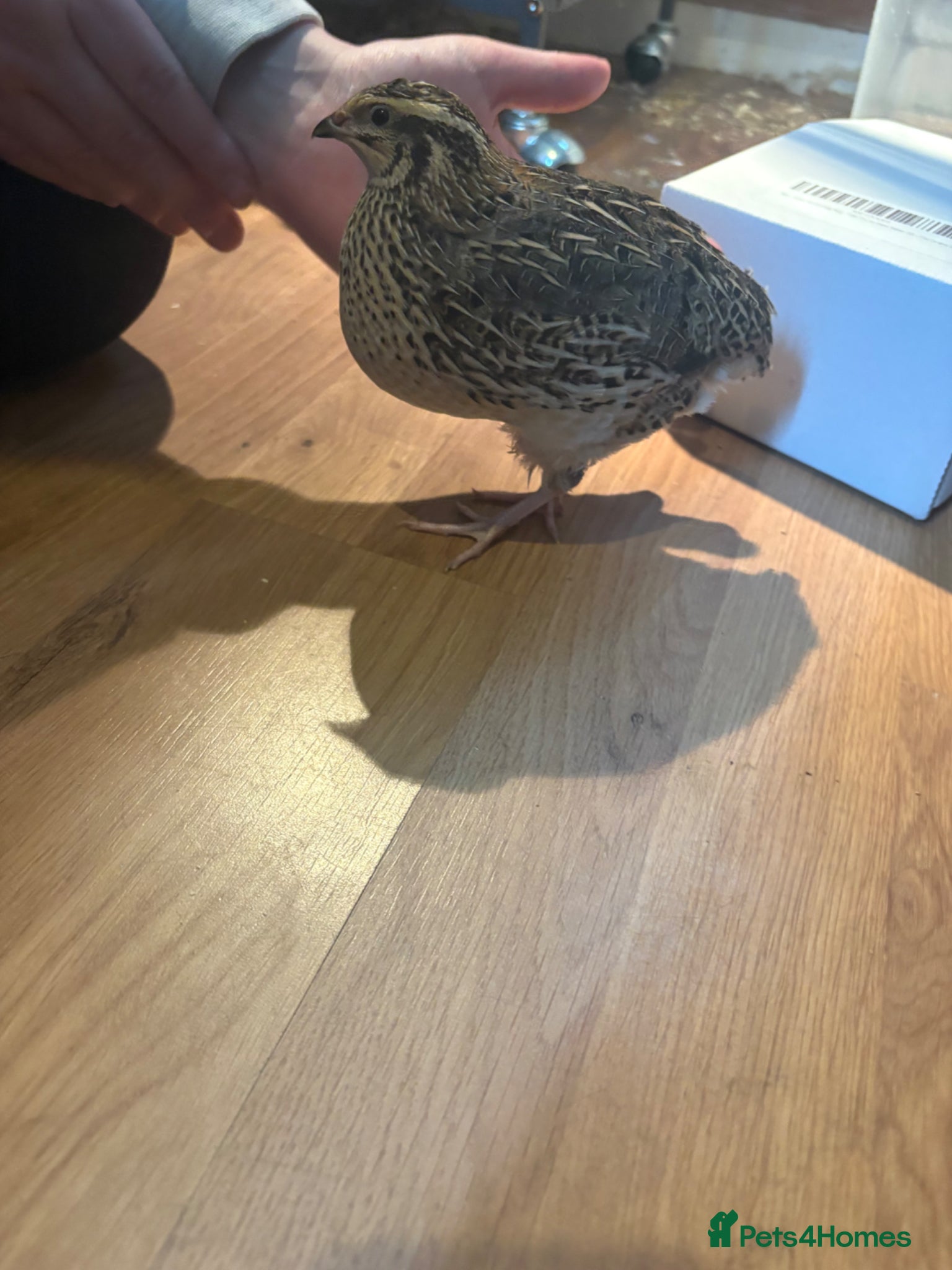 Quail poultry for sale: 2 female quail  - Advert 2
