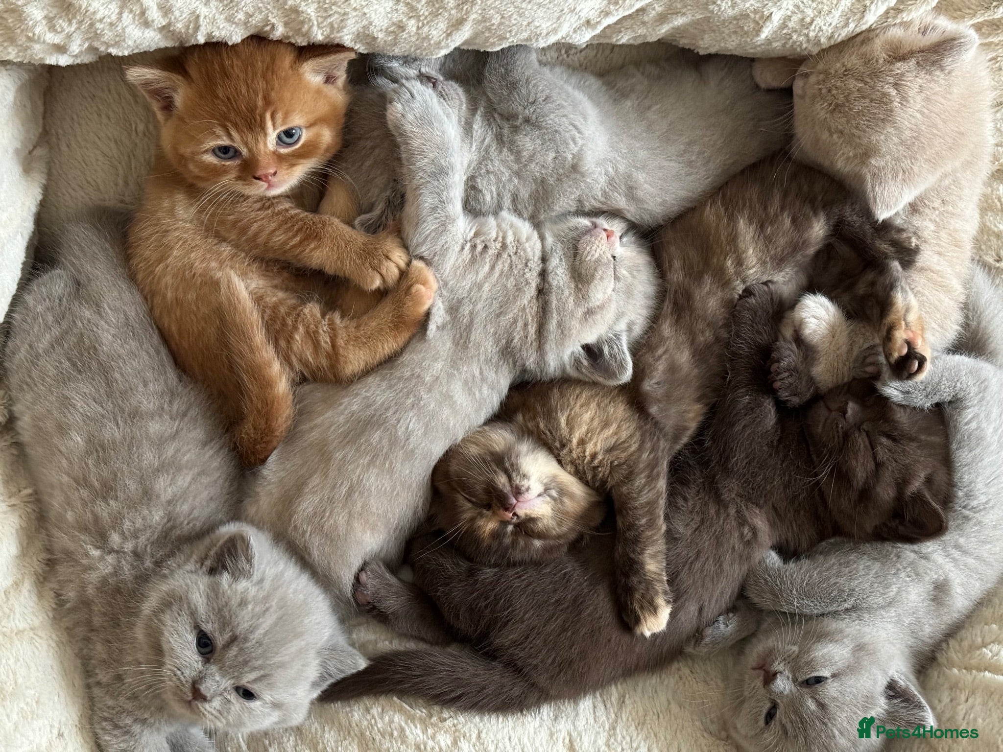 British Shorthair cats 💜❤️BSH babies , red, lilac  - Advert 1