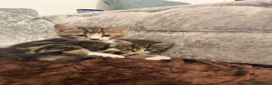 Mixed Breed 4