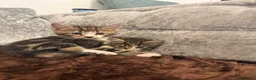 Mixed Breed cats for sale: 4 Beautiful Kittens Ready for Loving Homes in London - Advert 2