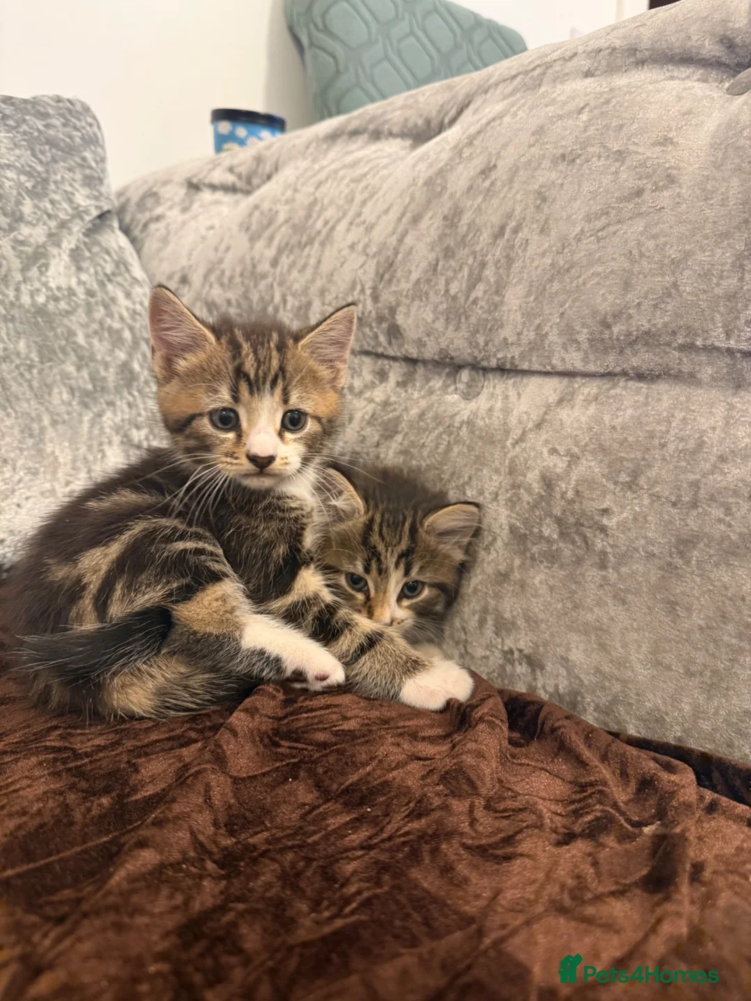 Mixed Breed cats for sale: 4 Beautiful Kittens Ready for Loving Homes in London - Advert 2