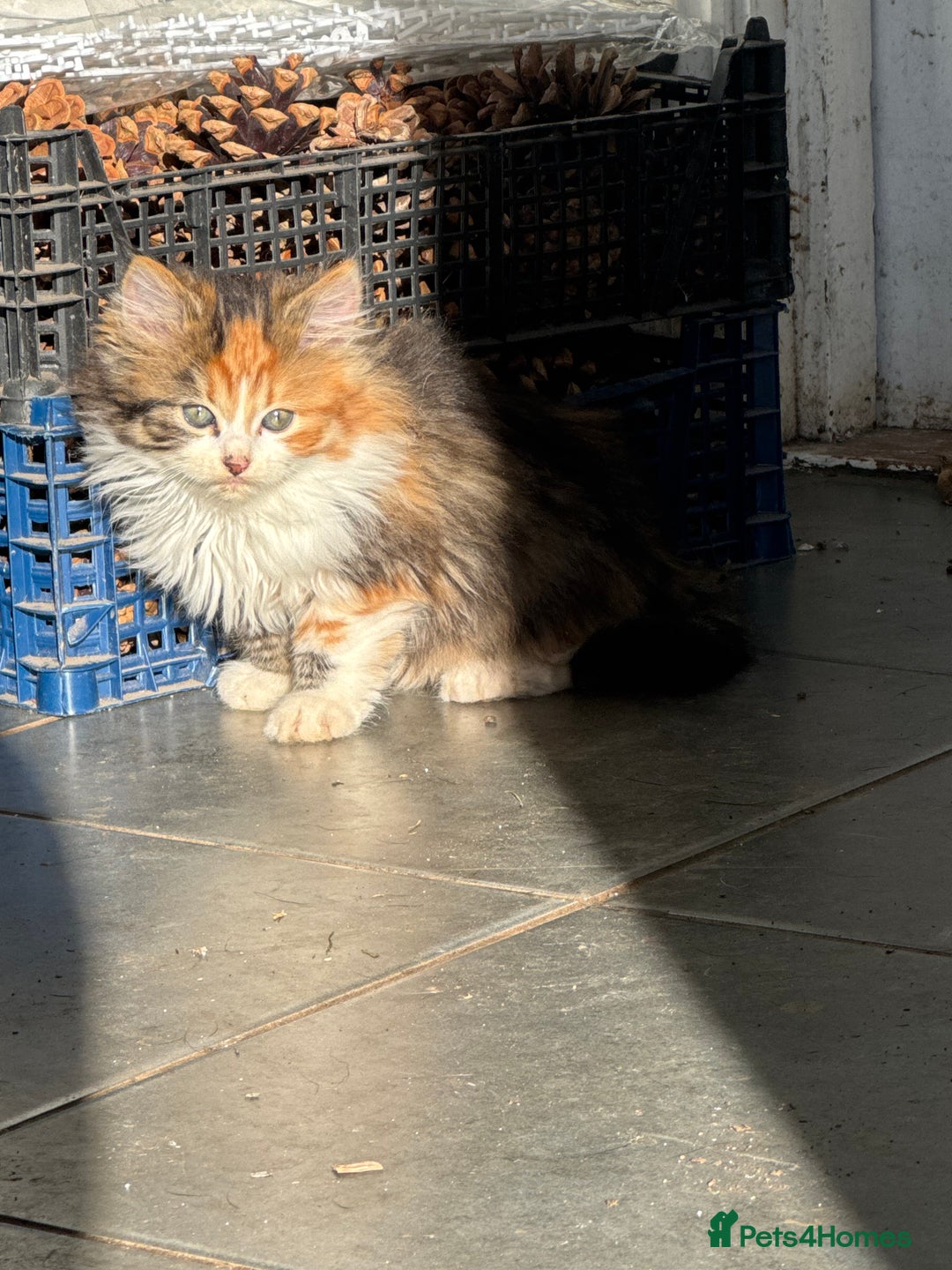 Mixed Breed cats for sale: Calico Kitten  - Advert 2