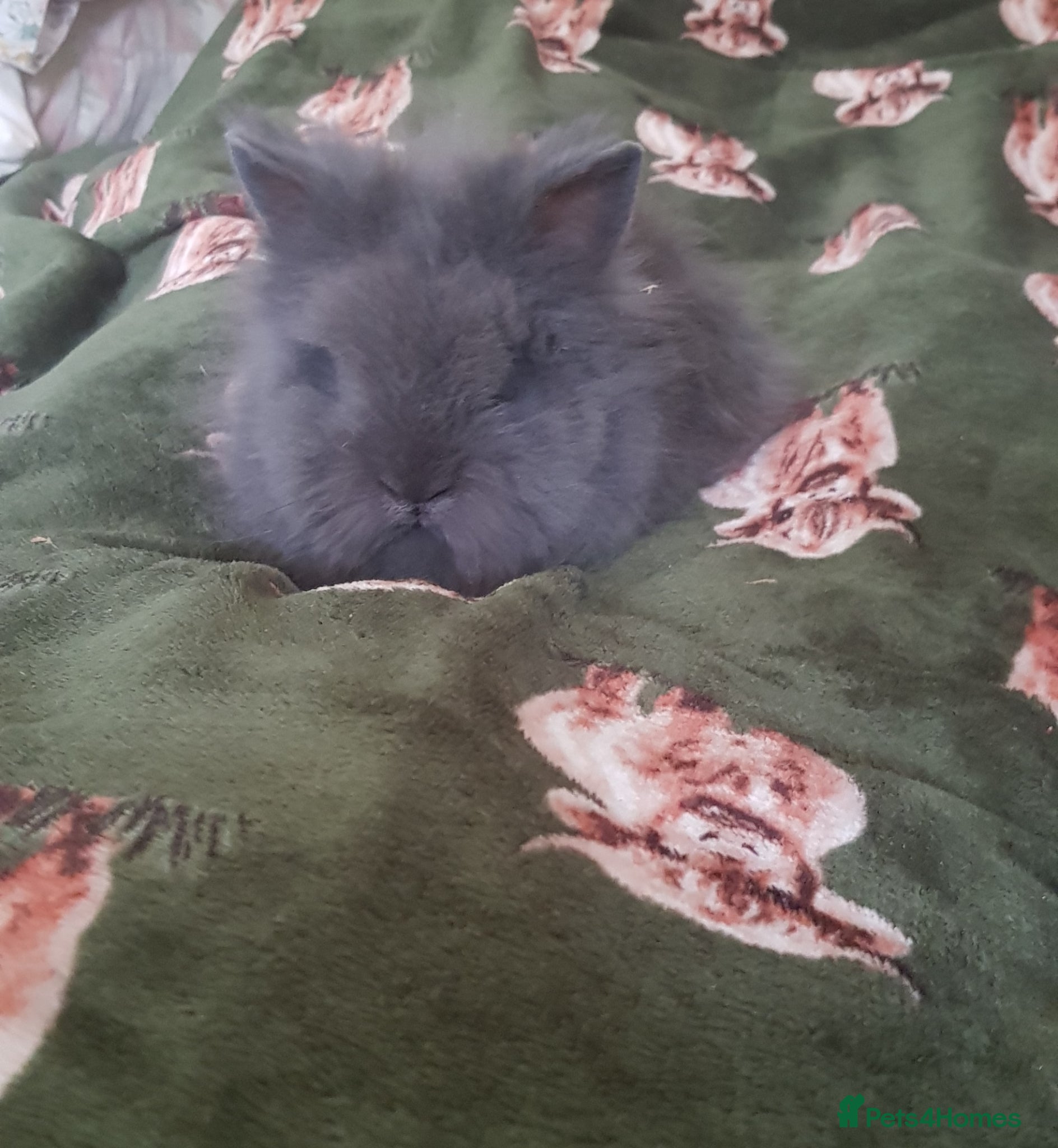 Lionhead rabbits Gorgeous Pedigree Double Maned Lionhead Bunnies - Advert 15