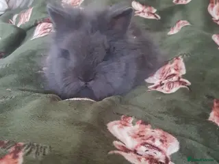 Lionhead rabbits Gorgeous Pedigree Double Maned Lionhead Bunnies - Advert 18