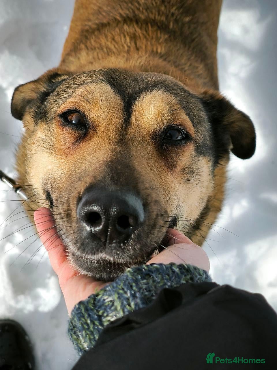 Mixed Breed dogs ❤️LUCY ❤️-If Love Had a Name - Advert 1