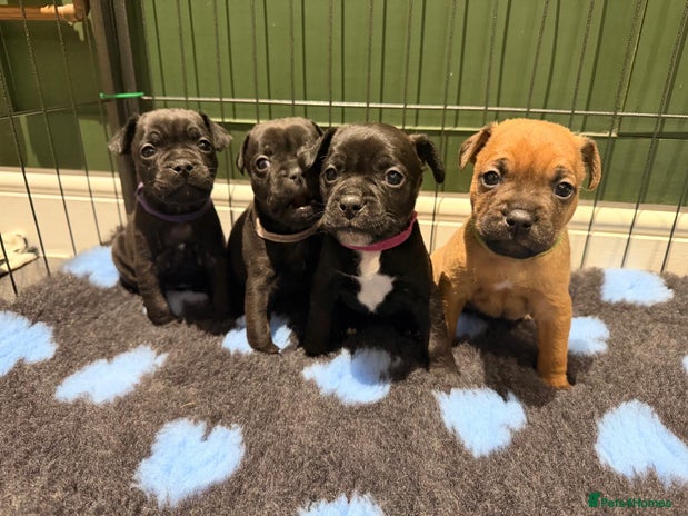 Mixed Breed dogs 6 beautiful French bulldog x Patterdale pups - Advert 2
