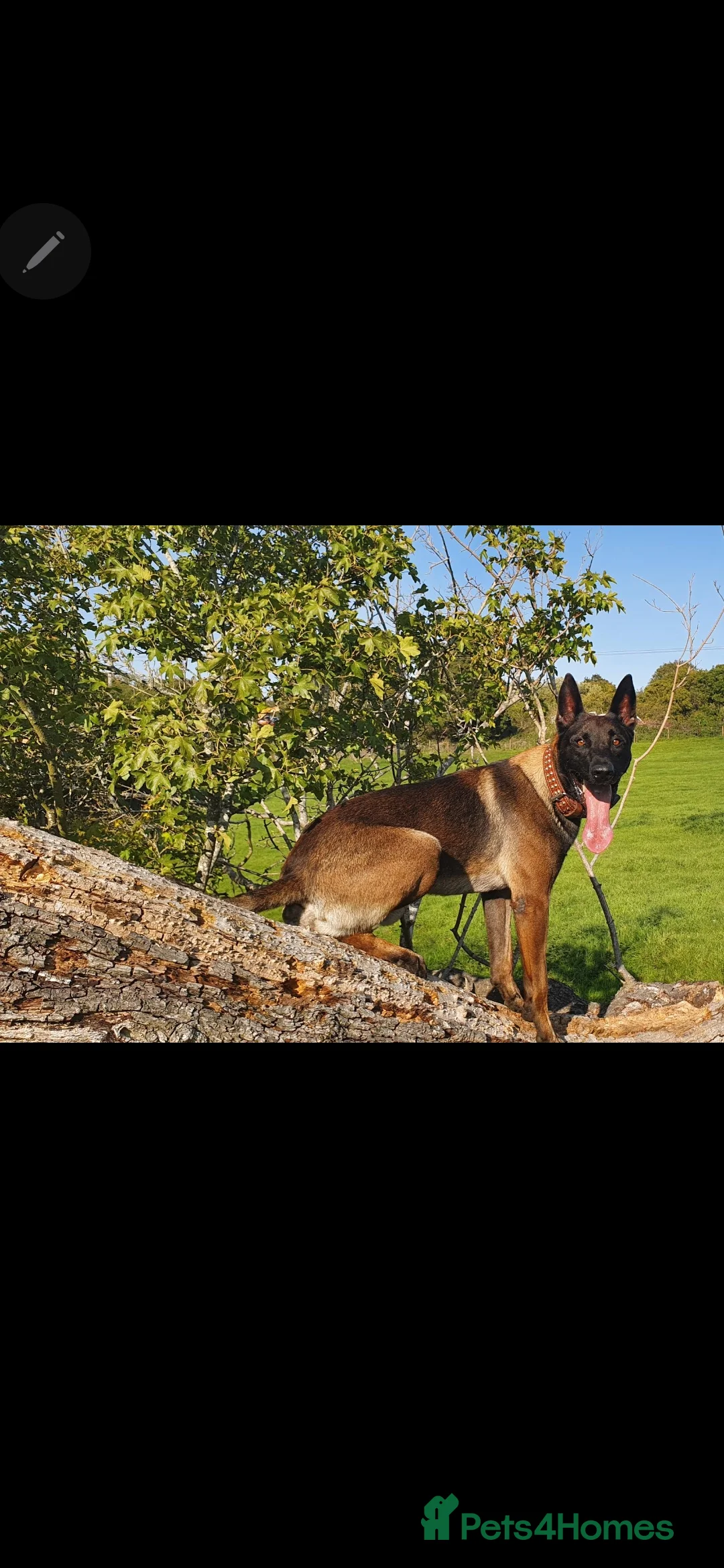 Belgian Shepherd Dog dogs for sale: Kabus - Advert 6