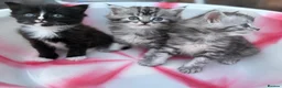 Siberian cats for sale: Adorable Kittens Looking for Their Forever Homes! - Advert 9