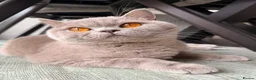 British Shorthair cats for sale: GCCF British shorthair kittens in Stowmarket - Advert 8