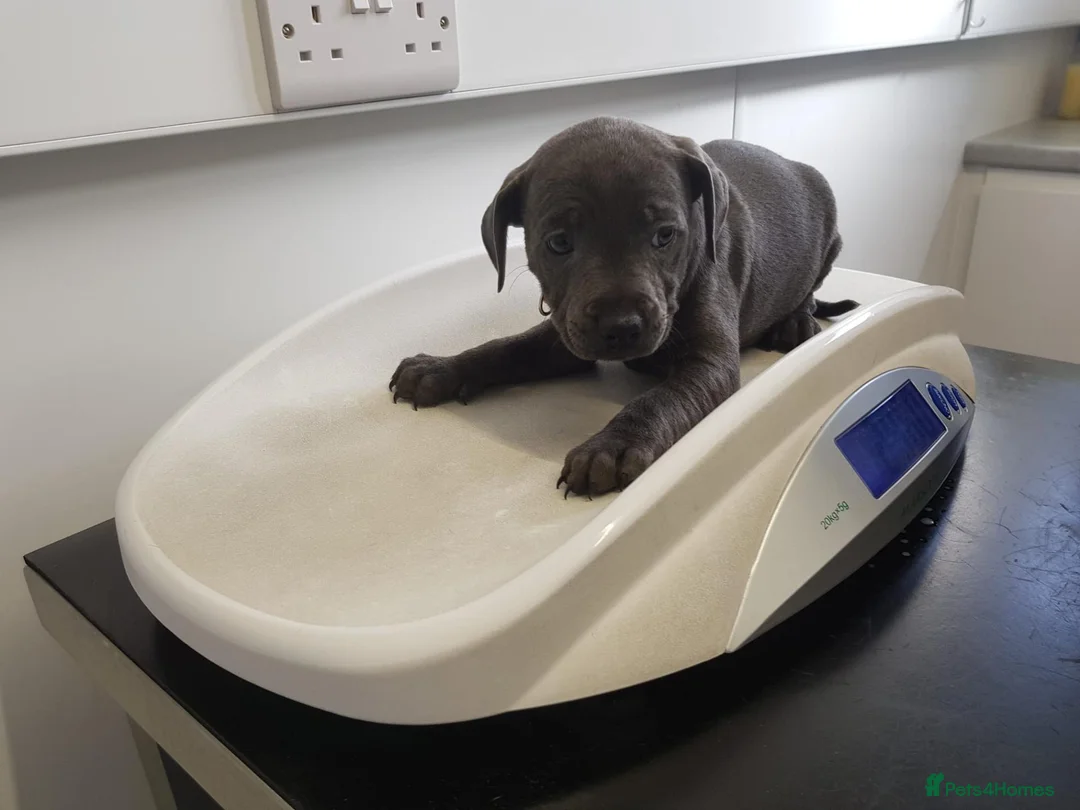 Staffordshire Bull Terrier dogs for sale: Staffordshire bull terrier  in Stoke-on-Trent - Advert 1
